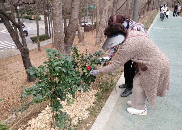 양재천 핀 동백꽃을 바라보는 시민들 /사진제공=강남구