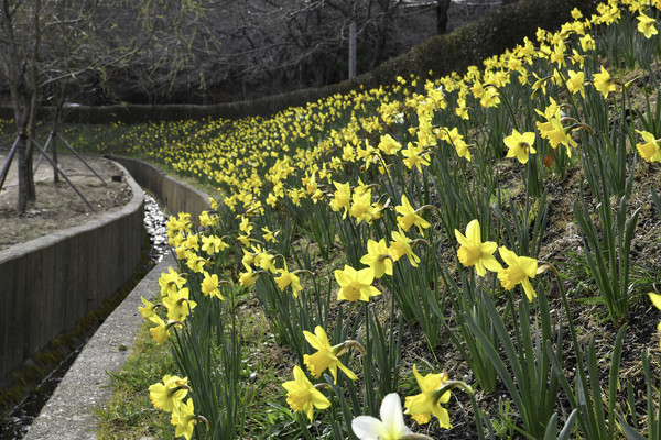 선암호수공원봄꽃(수선화)/사진제공=남구청