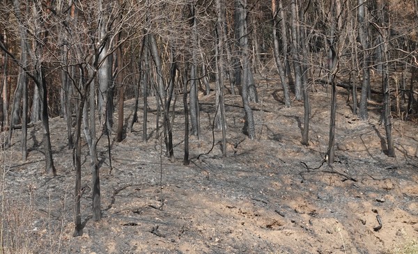 이번 산불로 인해 나무는 물론 토양의 훼손도 피할 수 없게 됐다. /사진=김인성 기자