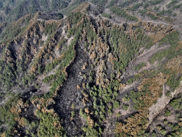산불 피해 /사진제공=녹색연합