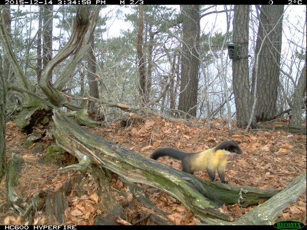 멸종위기야생동물 2급 담비 /사진제공=녹색연합