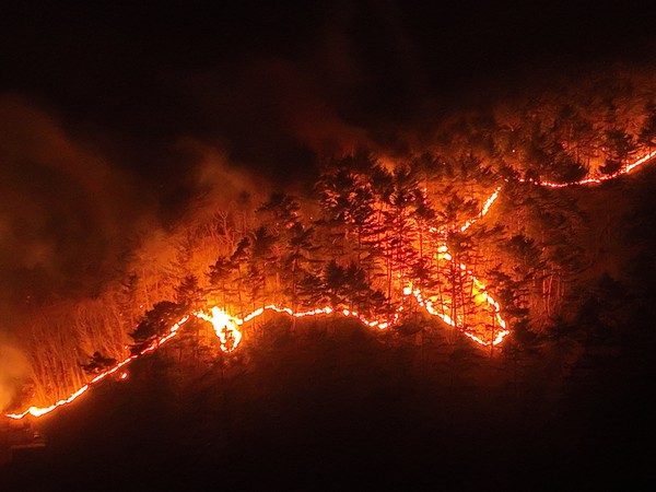울진삼척 산림유전자원보호구역은 산불로 총 3988ha가 피해를 입었다. 축구장 약 5700개 면적이다. /사진=녹색연합
