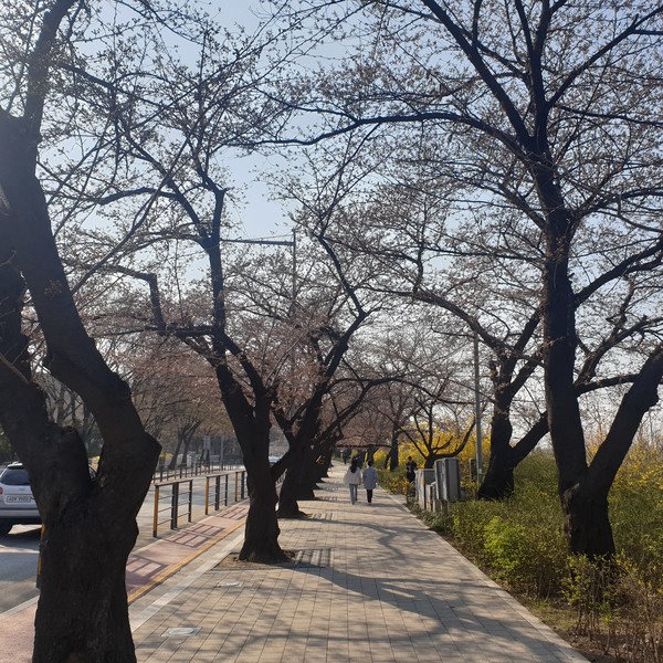 윤중로 벚꽃 개화 /사진=기상청