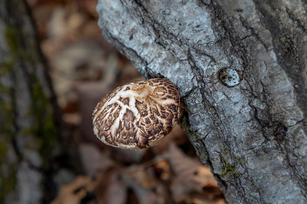 표고버섯은 골다공증 예방은 물론 질병 저항성을 높여주는 건강에 좋은 임산물 중 하나이다. 위 사진은 기사와 관계없음