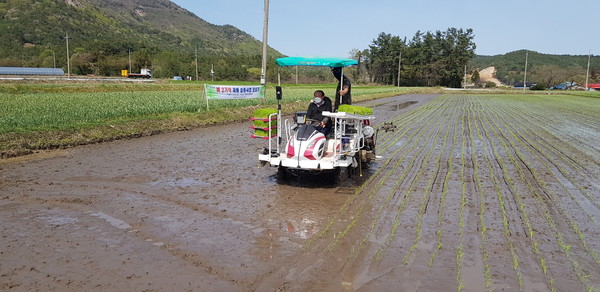 땅끝 해남군 북평면 동해리 첫 이른 모내기 현장 /사진제공=해남군
