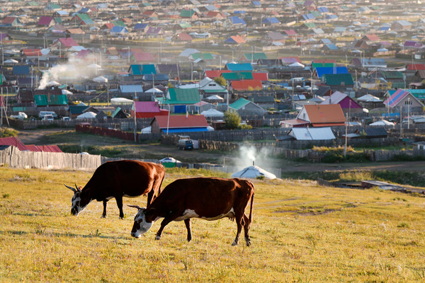 황사 발원지 몽골에 나무를 심어 사막화를 막을 계획이다.