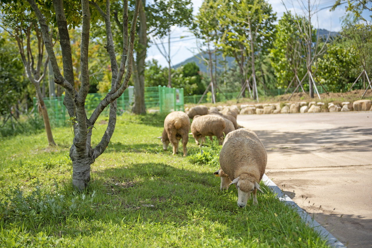 해운대수목원 양떼 /사진제공=비짓부산