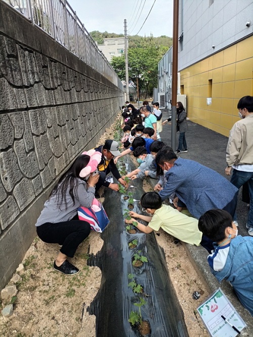 정관읍행정복지센터 유휴공간을 활용한 텃밭가꾸기 프로그램에 참여한 아이들이 수세미 모종 심기 체험활동을 하고 있다.  /사진제공=기장군
