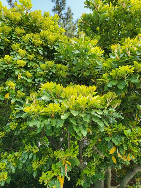 후박나무 개화 /사진=국립산림과학원