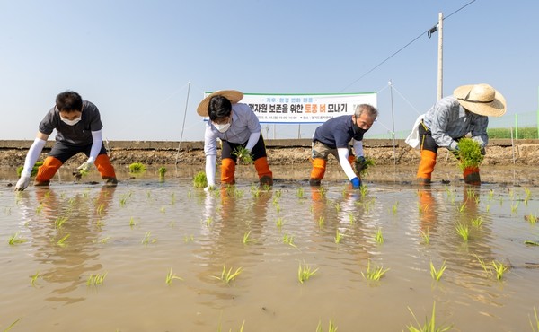 오병권 경기도지사 권한대행과 관계자들이 토종 벼 모내기를 시연하고 있다.  /사진제공=경기도