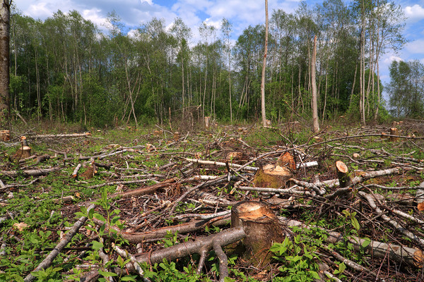 IPCC 특별보고서에서도 “바이오매스 활용은 오히려 산림 벌채, 산림생태계 황폐화 생물종 다양성 소실 등의 위험을 초래할 수 있다”고 명시하고 있다.
