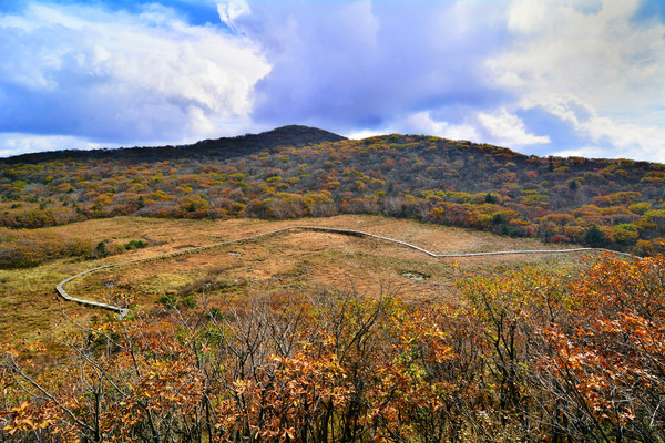 대암산 용늪 /사진=환경부