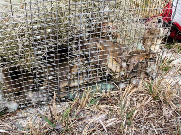 2019월 1월 미국 플로리다주의 숲에서 밀렵꾼들에게 잡힌 31마리의 하늘다람쥐들 /사진출처=FWC