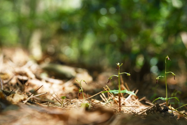 /사진제공=국립산림과학원