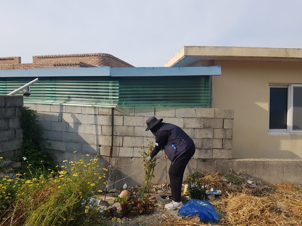진도군이 양귀비, 대마 불법재배 특별단속을 실시한다.  /사진제공=진도군