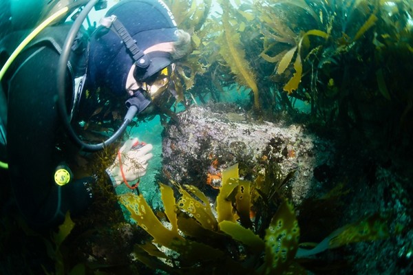 바다숲 조성지 현장을 둘러보는 연구진 /사진제공=한국수산자원공단