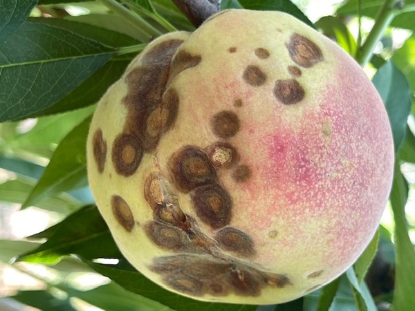 복숭아 탄저병 관리에 주의에 따른다. /사진출처=농촌진흥청