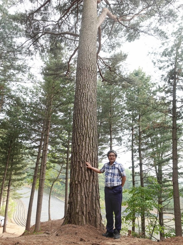 제21대 박정희 (사)한국산림경영인협회 회장이 선대 때부터 가꿔온 100년 수령의 잣나무를 가리키며, 산림경영과 관리에 필요한 가장 중요한 투자로 ‘시간’을 꼽았다. /사진=김인성 기자