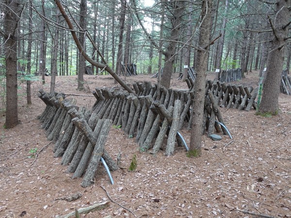 박 회장의 산림은 사람들에게 버섯 재배를 임대하는 장소가 마련되는 등 다용도로 쓰이고 있다. /사진=김인성 기자