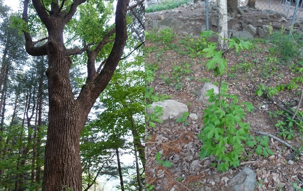 관리한 그의 산림은 토양질이 다른 곳보다 좋아 원래의 개두릅 나무(오른쪽)보다 훨씬 크게 자라있는 모습 /사진=김인성 기자