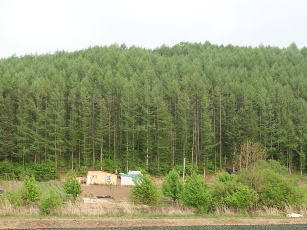 박 회장 소유의 산림은 방치된 다른 산들에 비해 나무들이 곧고 깔끔하게 정돈돼 있다. /사진=김인성 기자