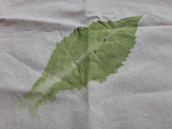 '지구 사용 공부방 프로젝트’를 실천 중인 신은미씨는 잎이 새겨진 손수건을 만드는 체험을 도왔다. 천연 재질의 천엔 풀잎의 형상이 새겨졌다. /사진=최용구 기자