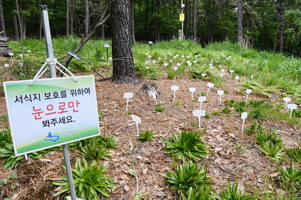 칠보치마를 이식해 복원에 성공  /사진제공=수원시