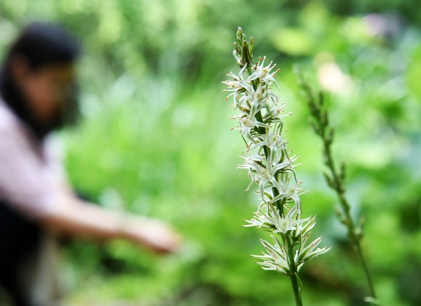지난해 칠보산에 복원된 칠보치마  /사진제공=수원시