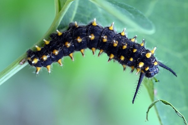 꼬리명주나비 생태정원 애벌레 /사진제공=수원시