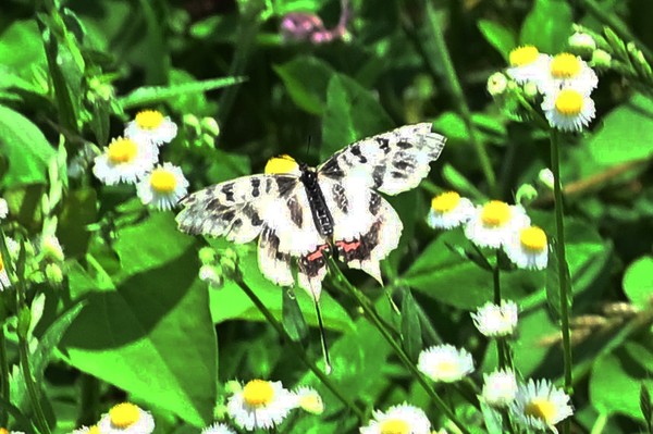 쥐방울덩굴 식재 구간 꼬리명주나비 비상 /사진제공=수원시