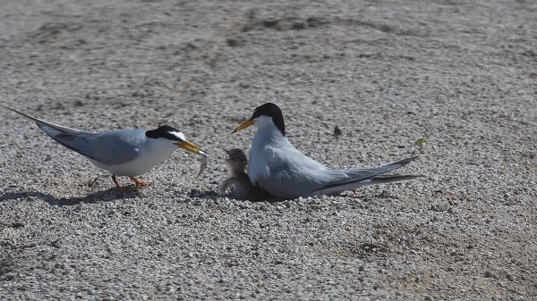 새끼에게 먹이주는 어미 쇠제비갈매기 /사진제공=안동시