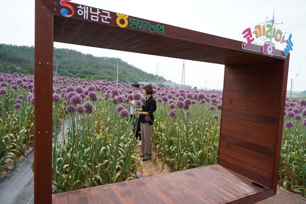 코끼리 마늘꽃이 만개한 금강리 일원  /사진제공=해남군