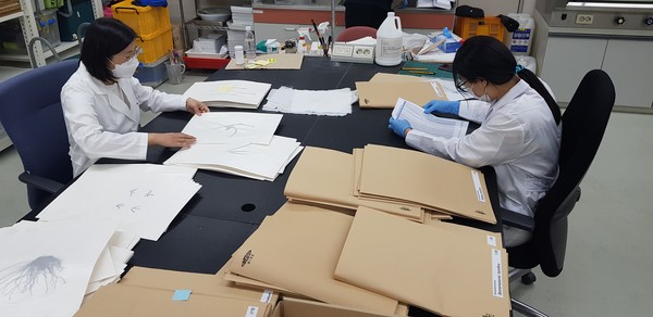 해조류표본 분류작업 /사진=국립생물자원관