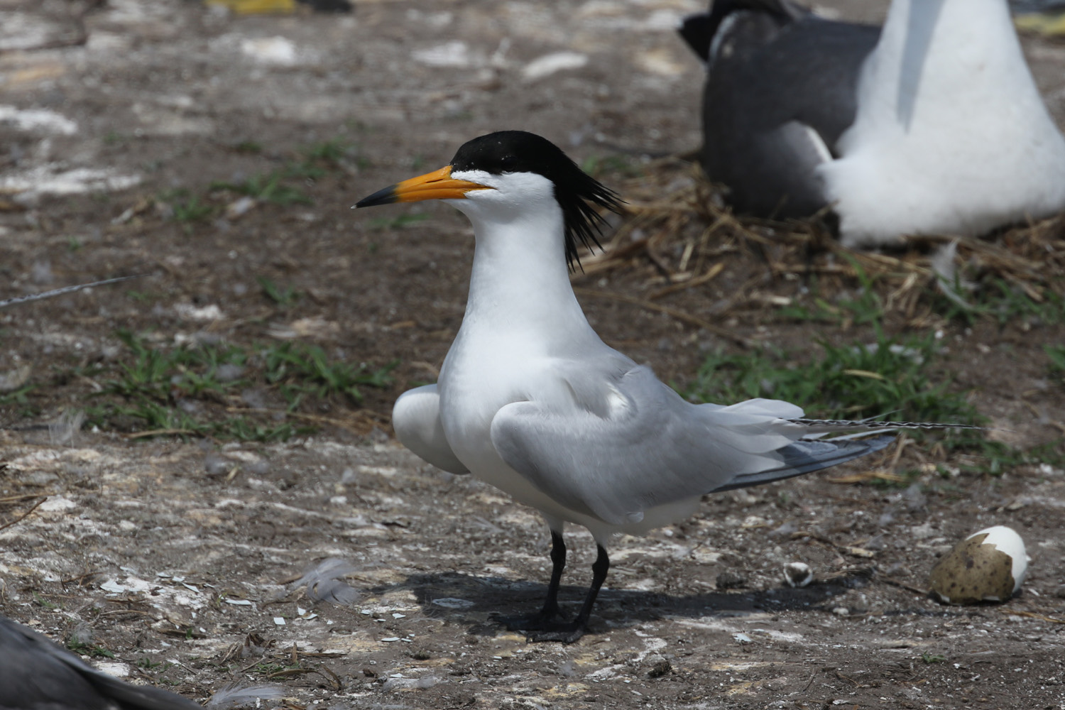 뿔제비갈매기 등 18종이 신규로 지정된다. /사진제공=환경부