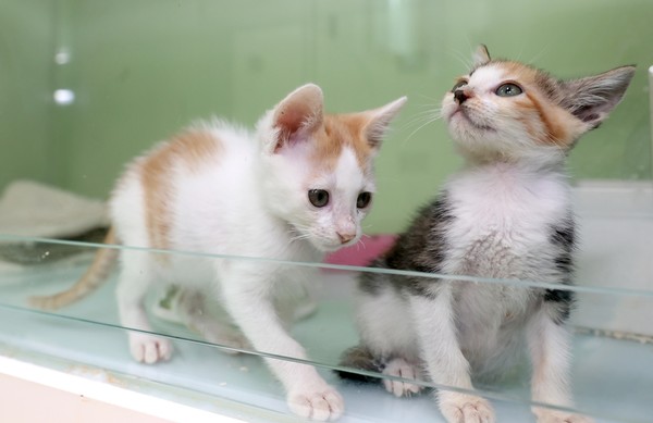 동물보호센터에서 보호 중인 아기고양이 /사진제공=용인시