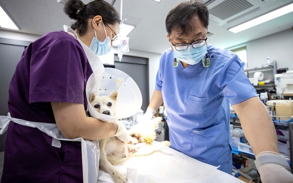 동물보호센터에서 보호 중인 아기고양이 /사진제공=용인시