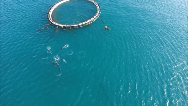 ‘비봉이’ 해양방류는 ▷방류가능성 진단 및 방류계획 수립 ▷사육수조 내 적응훈련 ▷가두리 설치 및 이송 ▷가두리 내 야생적응 훈련 ▷방류 및 사후 모니터링 등 총 5단계로 진행된다.