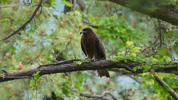 솔개 성조(‘22.5.11, 남해군) /사진=국립생태원