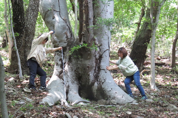 가덕도 국수봉에 자라는 수령 약 100년의 느티나무 /사진=한국내셔널트러스트