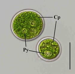 녹조류(Chlorococcum macrostigmatum) /자료제공=국립낙동강생물자원관