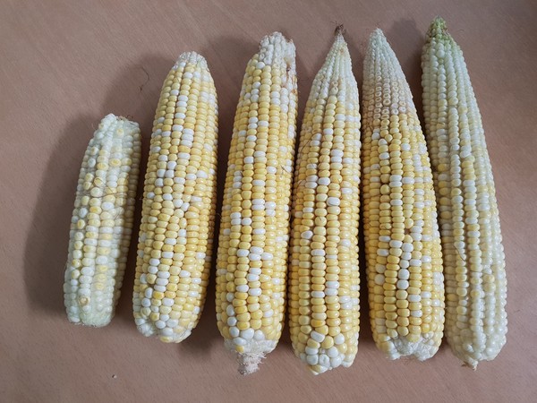 내염성사료용 콩을 섞어 재배한 옥수수 비교. (왼쪽 두 번째부터 5개) /사진제공=농촌진흥청 