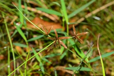 드렁방동사니 /사진제공=국립생물자원관