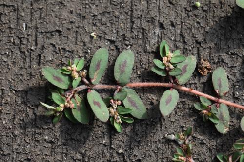 애기땅빈대 /사진제공=국립생물자원관