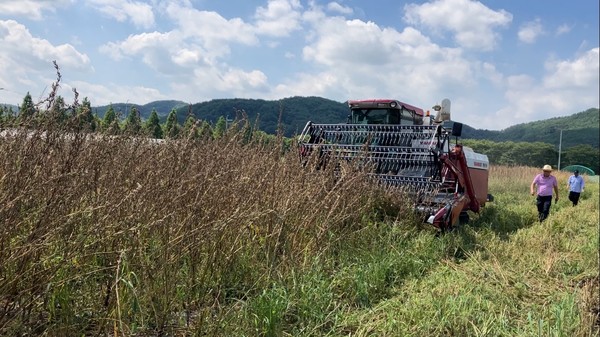 콤바인으로 ‘하니올‘ 수확중인 사진 /사진제공=농촌진흥청