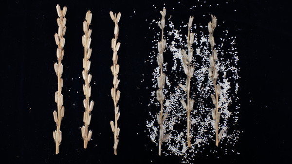 ‘하니올’(좌) ‘안산’(우) 꼬투리 내탈립성 비교 사진 /사진제공=농촌진흥청