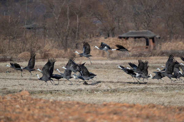 전국적으로 겨울철새 172종 약 137만 마리가 도래했다.