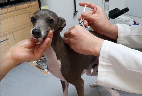 반려견 광견병 예방접종 /사진제공=용인시