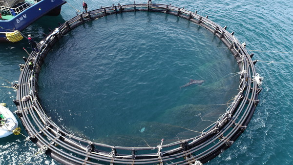 비봉이는 제주도 연안의 수온과 조류, 파도 등 야생의 바다 환경에 잘 적응해 왔다. /사진제공=해양수산부