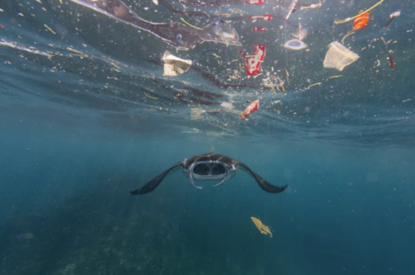 플라스틱이 가득한 바다와 가오리 /사진제공=세계자연기금(WWF)