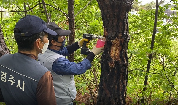 소나무 고사목 시료 채취 /사진제공=경주시